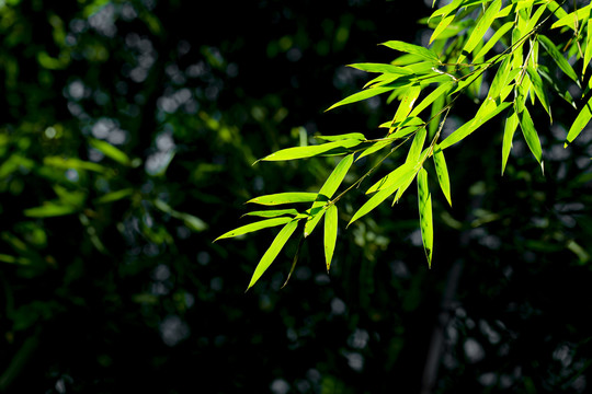 绿色竹叶背景素材