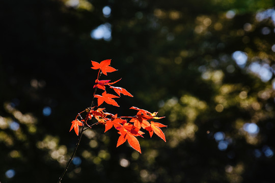 秋天红叶枫叶素材