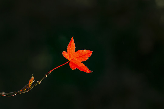 秋天红叶枫叶素材