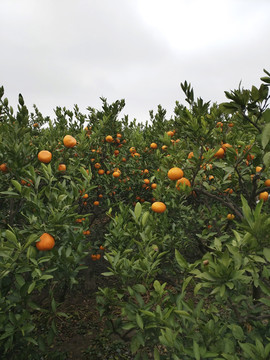 生态橘香满园