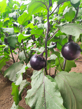 蔬菜设施栽培茄子