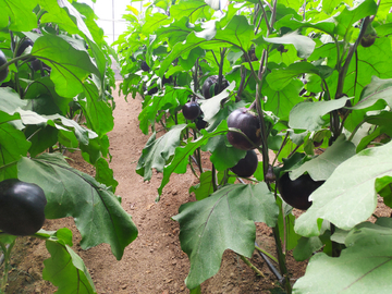 蔬菜设施栽培茄子