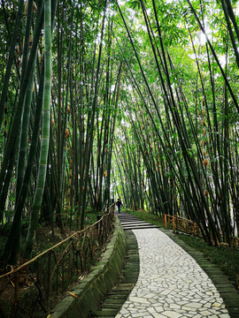 竹林小道