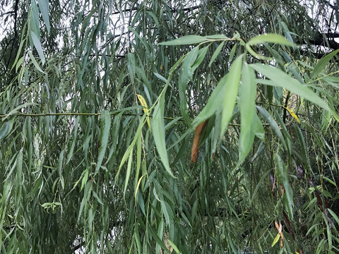 柳树叶