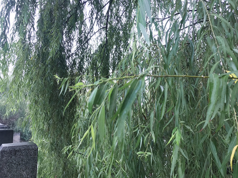柳树叶