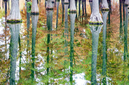 青西郊野公园水上森林秋景