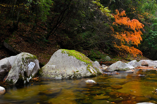 光雾山红叶流水