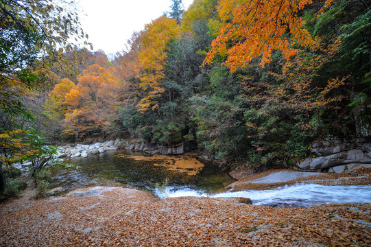 光雾山红叶流水