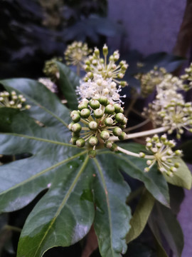 八角金盘开花