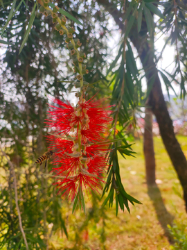 植物红花蜜蜂