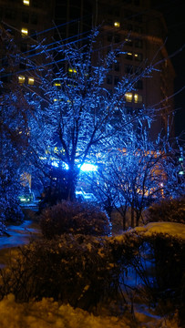 冰冻的树夜景