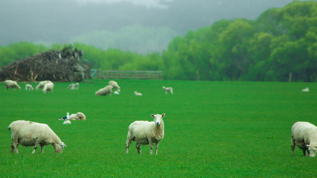 新西兰绵羊