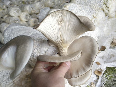 大棚摘蘑菇