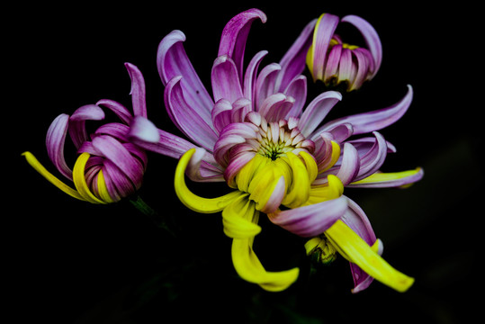 双色菊花