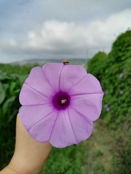 花和瓢虫