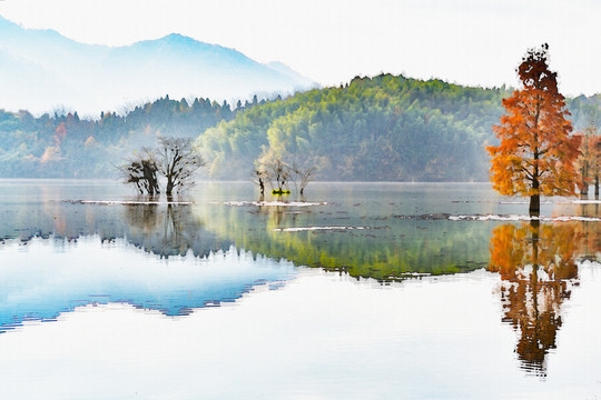 宏村奇墅湖杉树