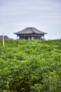 绿色草甸与远处的威严楼阁