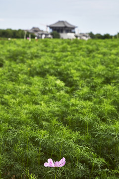 郁郁葱葱的植物与古建筑背景