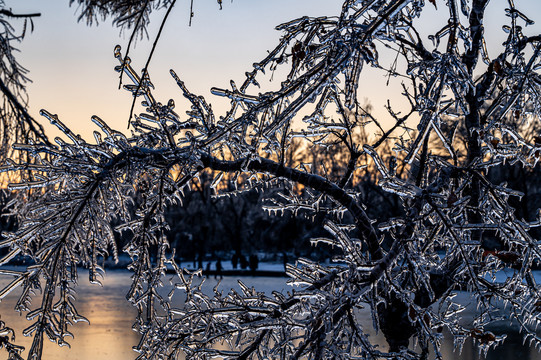 雪后镶在冰里的树枝景观