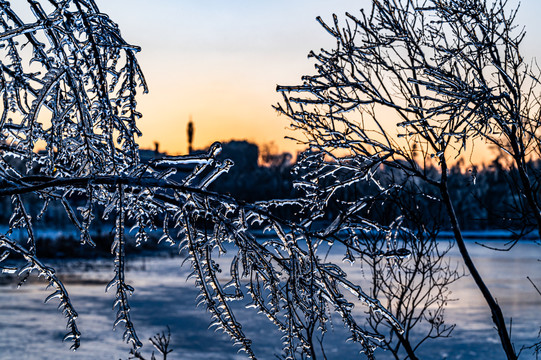 雪后镶在冰里的树枝景观