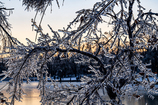 雪后镶在冰里的树枝景观