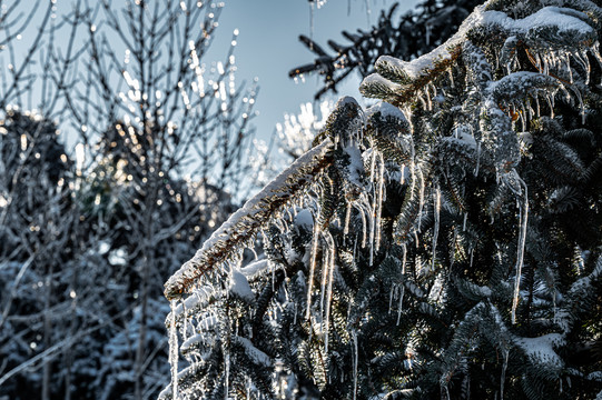 雪后镶在冰里松树枝