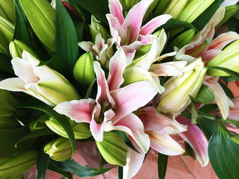 百合花