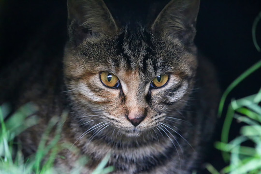 一只凝视前方的猫