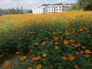 金鸡菊