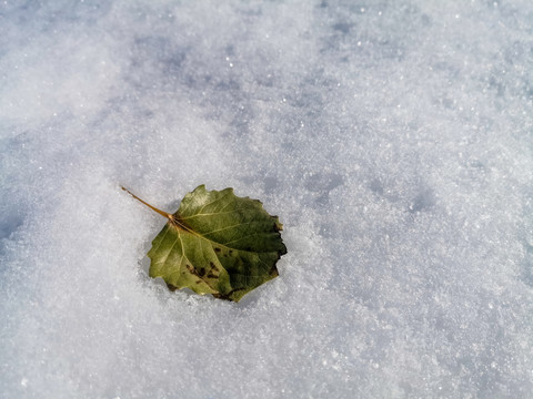 雪地一片树叶