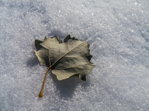 雪地上的一片树叶