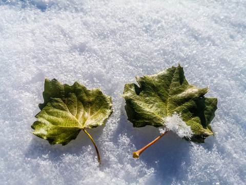 雪地树叶落叶冬季