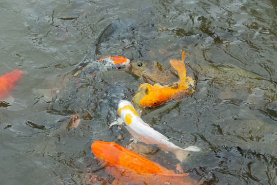 池塘里的鱼群