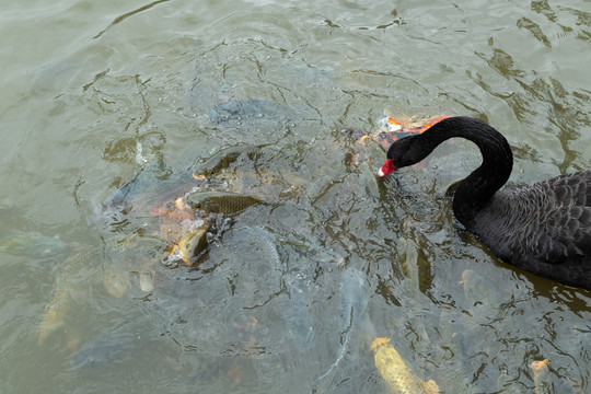 池塘里黑天鹤