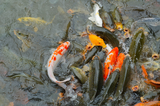 池塘里的密集鱼群