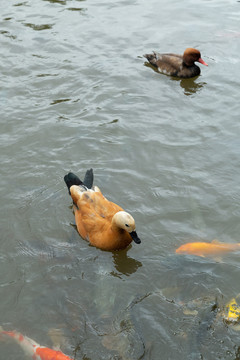赤麻鸭和鱼群