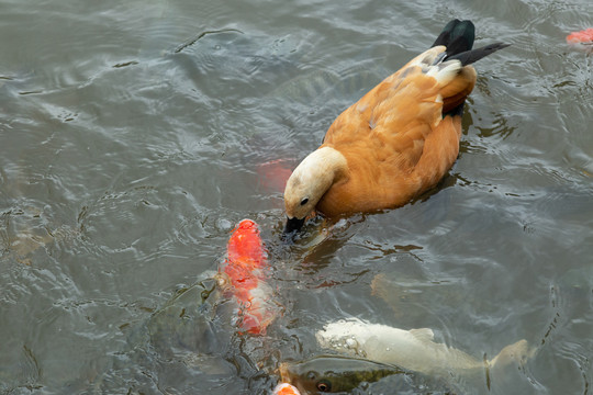 赤麻鸭和鱼