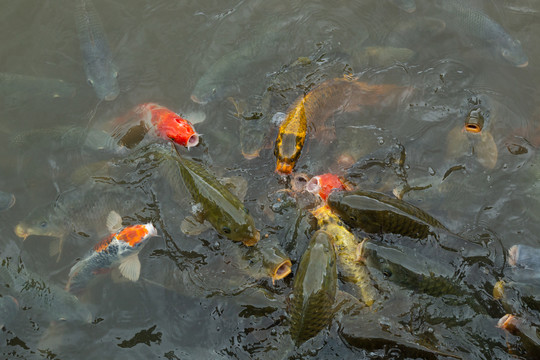 池塘里的密集鱼群