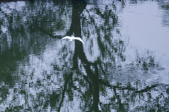 西溪湿地秋色