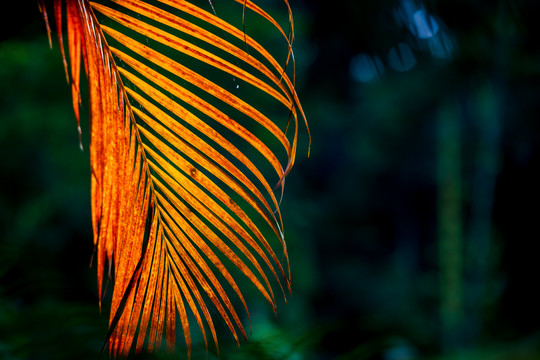 热带棕榈叶