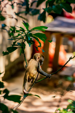 猴岛猕猴