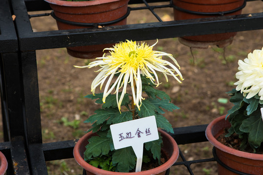 玉边金丝菊花