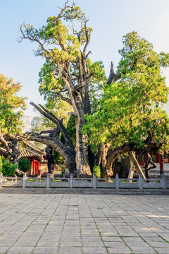 嵩阳书院将军柏