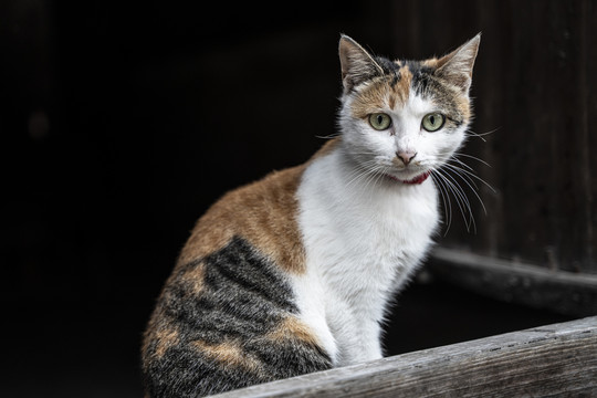 窗台上的猫猫