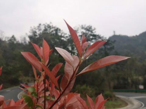 红叶