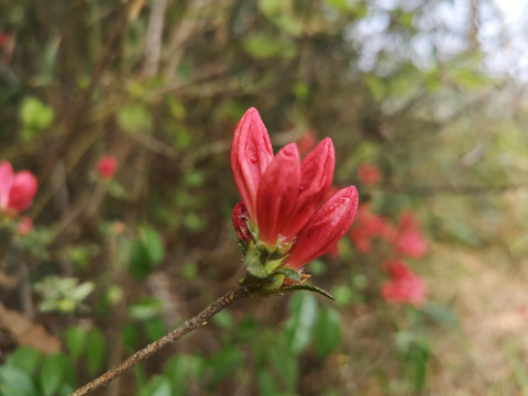 杜鹃花