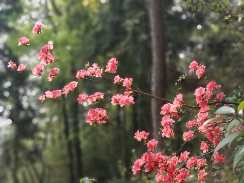 杜鹃花