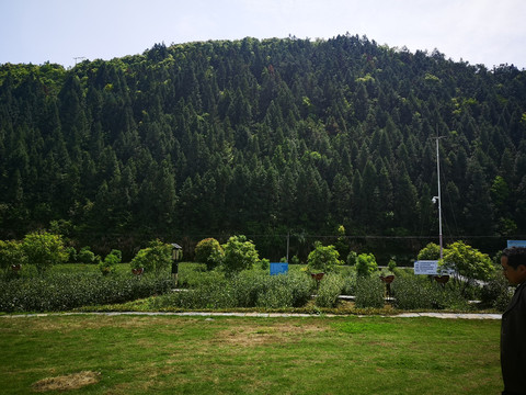 西黄山茶博园