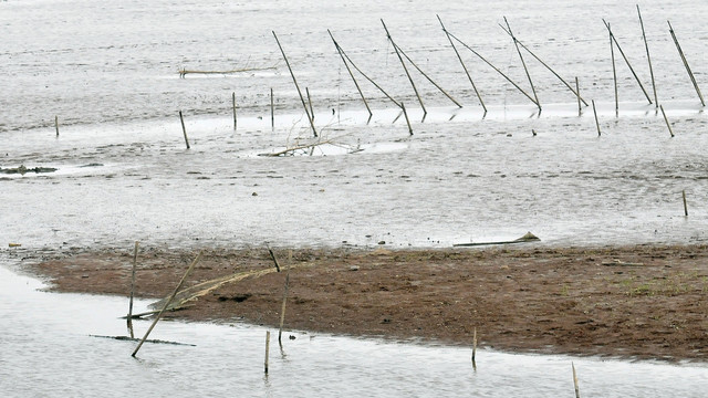 黄陂湖湿地