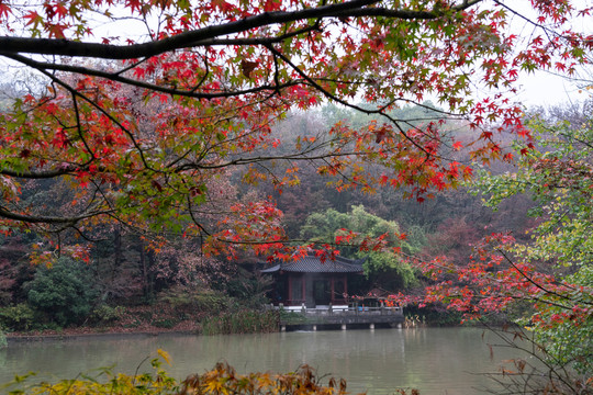 栖霞红叶